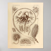  Pennatulida-kleur Ernst Haeckel afdrukken Poster (Voorkant)