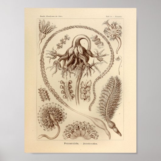 Pennatulida-kleur Ernst Haeckel afdrukken Poster (Voorkant)