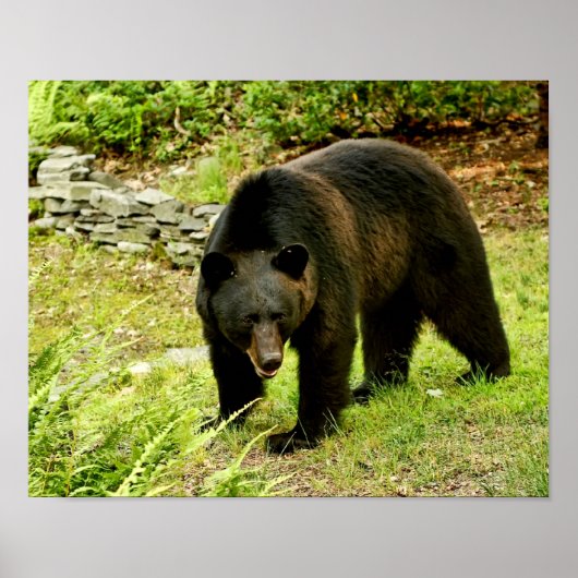 Pennsylvania Black Beer Poster (Voorkant)