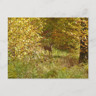 Pennsylvania Deer in Herfst Briefkaart
