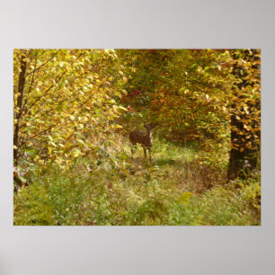 Pennsylvania Deer in Herfst Poster