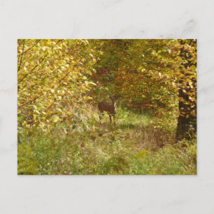 Pennsylvania Herten in de Herfst Natuur Briefkaart