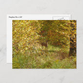 Pennsylvania Herten in Herfst Natuur Briefkaart (Voorkant / Achterkant)