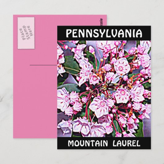 Pennsylvania Mountain Laurel Briefkaart (Voorkant / Achterkant)
