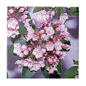 Pennsylvania Mountain Laurel Tegeltje (Voorkant)