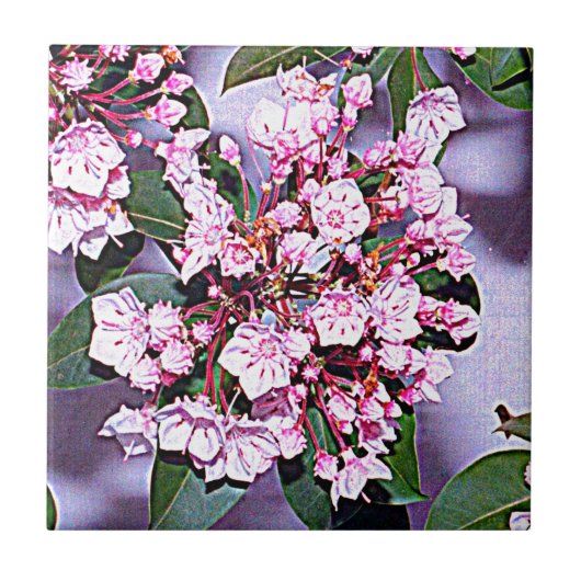 Pennsylvania Mountain Laurel Tegeltje (Voorkant)