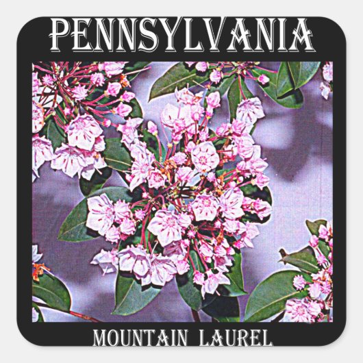 Pennsylvania Mountain Laurel Vierkante Sticker (Voorkant)