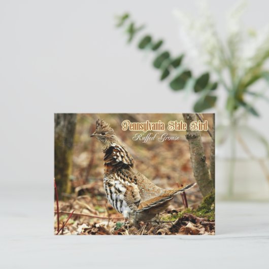 Pennsylvania State Bird: Ruffed Grouse Briefkaart (Staand voorkant)