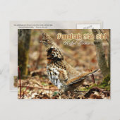 Pennsylvania State Bird: Ruffed Grouse Briefkaart (Voorkant / Achterkant)