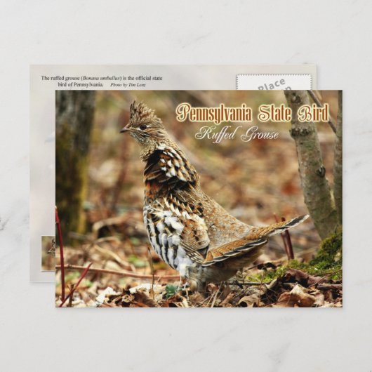 Pennsylvania State Bird: Ruffed Grouse Briefkaart (Voorkant / Achterkant)