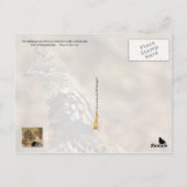 Pennsylvania State Bird: Ruffed Grouse Briefkaart (Achterkant)