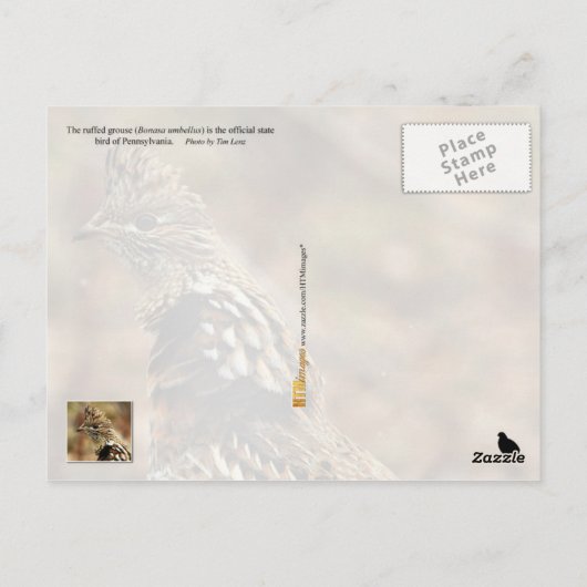 Pennsylvania State Bird: Ruffed Grouse Briefkaart (Achterkant)