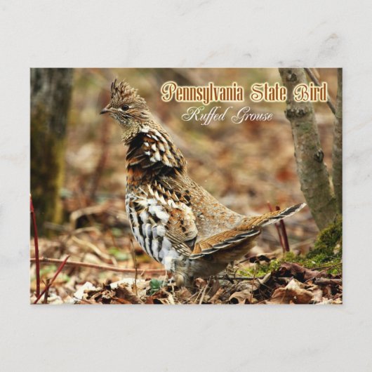 Pennsylvania State Bird: Ruffed Grouse Briefkaart (Voorkant)