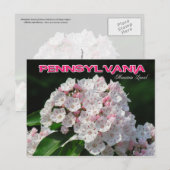 Pennsylvania State Flower: Mountain Laurel Briefkaart (Voorkant / Achterkant)