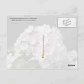 Pennsylvania State Flower: Mountain Laurel Briefkaart (Achterkant)