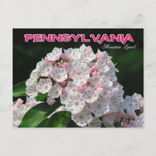 Pennsylvania State Flower: Mountain Laurel Briefkaart (Voorkant)