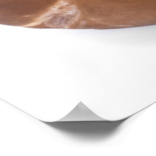 Penny bun poster (Hoek)