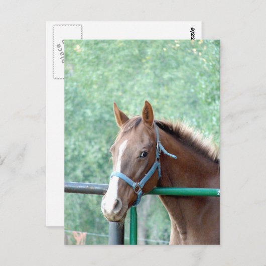 Penny Ole Gal Briefkaart (Voorkant / Achterkant)