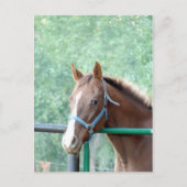 Penny Ole Gal Briefkaart (Voorkant)