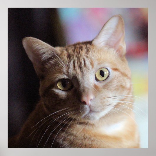 Penny Poster (Voorkant)