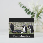 Penquin Mondays Briefkaart (Staand voorkant)