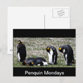 Penquin Mondays Briefkaart (Voorkant / Achterkant)