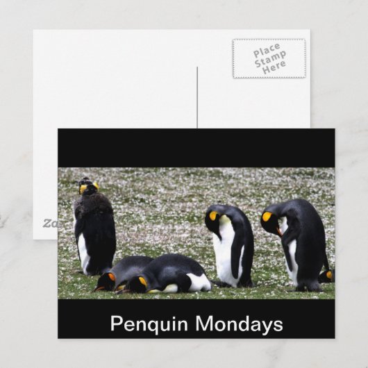 Penquin Mondays Briefkaart (Voorkant / Achterkant)