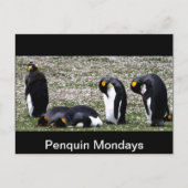 Penquin Mondays Briefkaart (Voorkant)