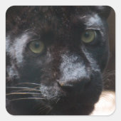 Pensive Black Panther Vierkante Sticker (Voorkant)