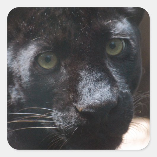 Pensive Black Panther Vierkante Sticker (Voorkant)