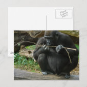 Pensive Gorilla Briefkaart (Voorkant / Achterkant)