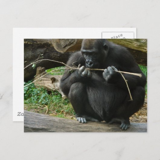 Pensive Gorilla Briefkaart (Voorkant / Achterkant)