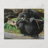 Pensive Gorilla Briefkaart (Voorkant)