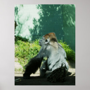 Pensive Gorilla Poster