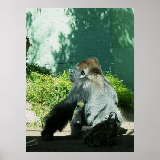 Pensive Gorilla Poster (Voorkant)