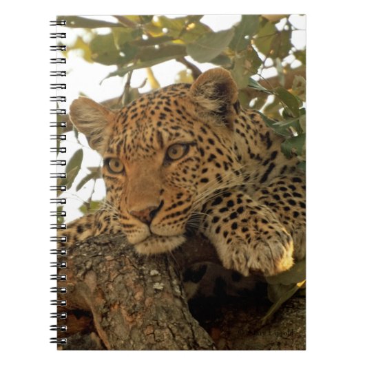 Pensive Leopard Notitieboek (Voorkant)