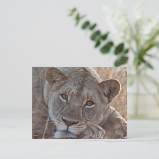 Pensive Lion Briefkaart (Staand voorkant)