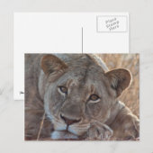 Pensive Lion Briefkaart (Voorkant / Achterkant)