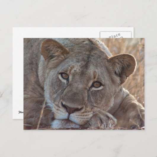 Pensive Lion Briefkaart (Voorkant / Achterkant)