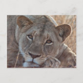 Pensive Lion Briefkaart (Voorkant)