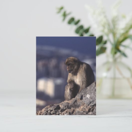 Pensive Monkey in Gibraltar Briefkaart (Staand voorkant)