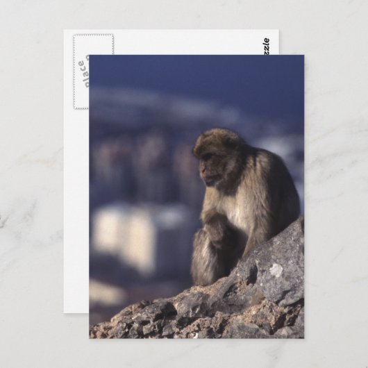 Pensive Monkey in Gibraltar Briefkaart (Voorkant / Achterkant)
