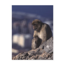 Pensive Monkey in Gibraltar