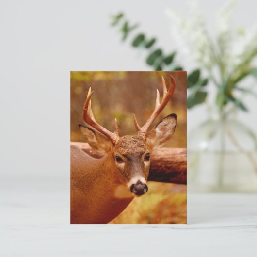 Pensive Mule Deer Buck Briefkaart (Staand voorkant)