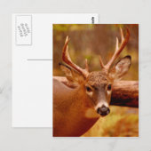 Pensive Mule Deer Buck Briefkaart (Voorkant / Achterkant)
