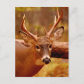 Pensive Mule Deer Buck Briefkaart (Voorkant)