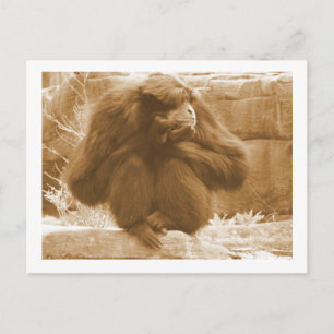 Pensive Primate Briefkaart