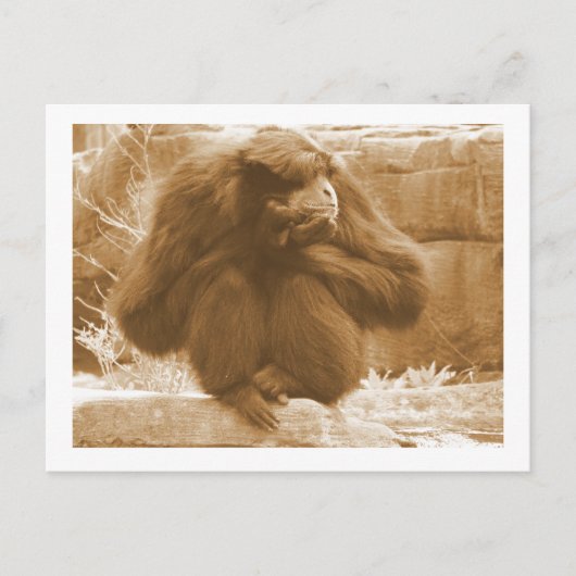 Pensive Primate Briefkaart (Voorkant)