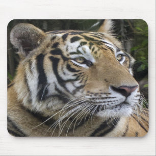 Pensive Tiger Up Close Mousepad Muismat