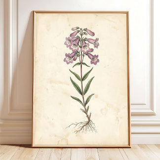 Penstemon Botanische Boerderijstijl Muur Kunst Can Poster